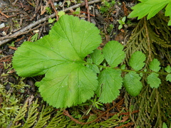 Geum macrophyllum macrophyllum
