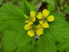 Geum macrophyllum macrophyllum