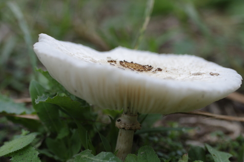 Chlorophyllum hortense