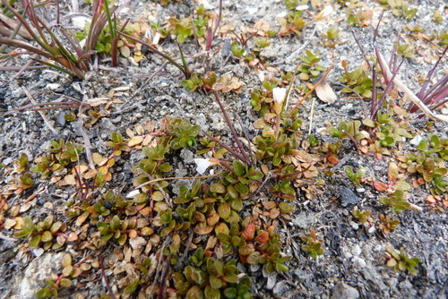 NZ small willowherb (Epilobium angustum)