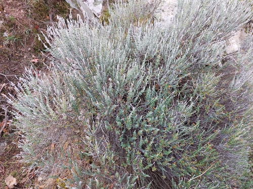 Teucrium marum, photograph 6