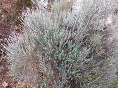 Teucrium marum, photograph (c) r, some rights reserved (CC BY)