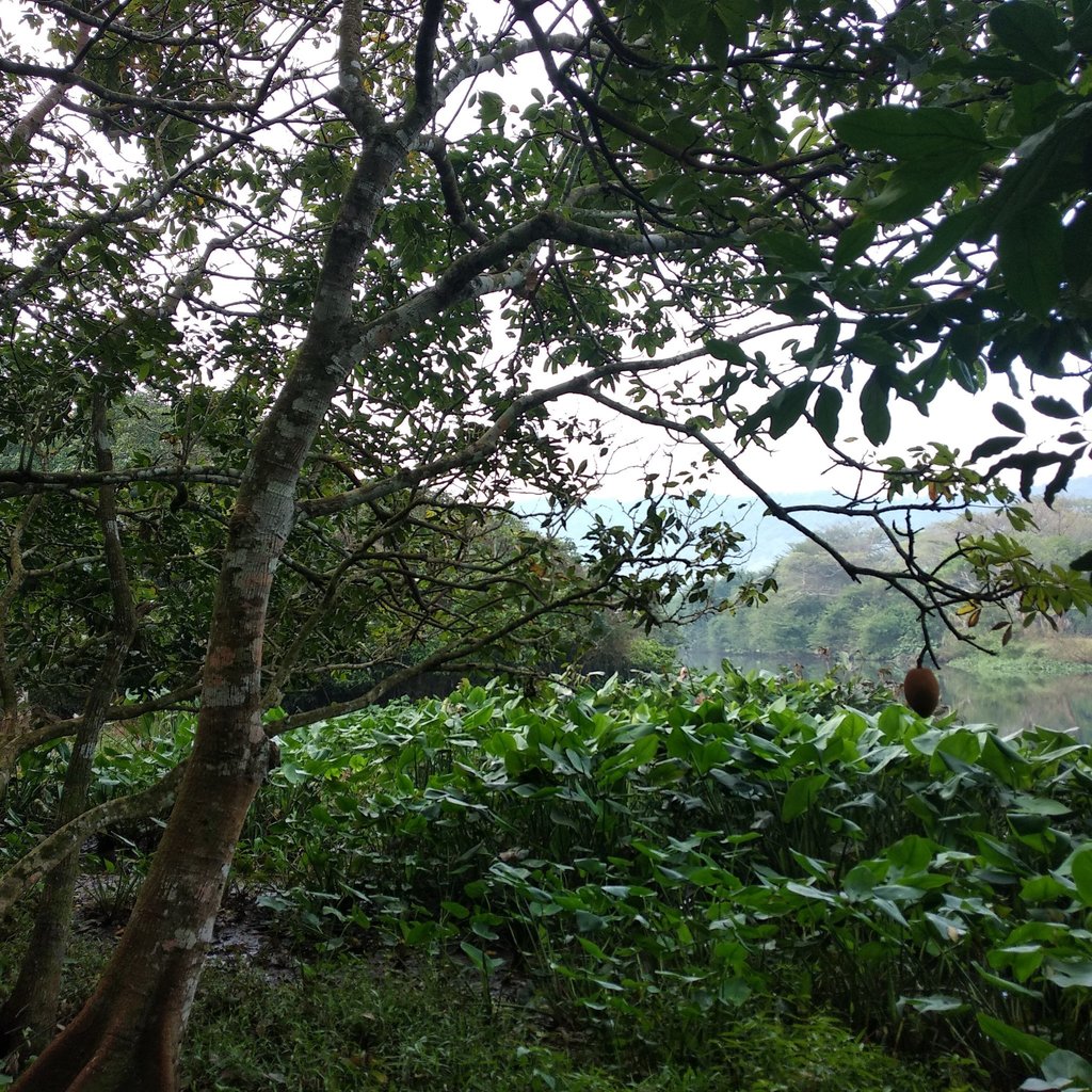 Zapote de agua desde San García Mtz., Centro, 95870 Catemaco, Ver