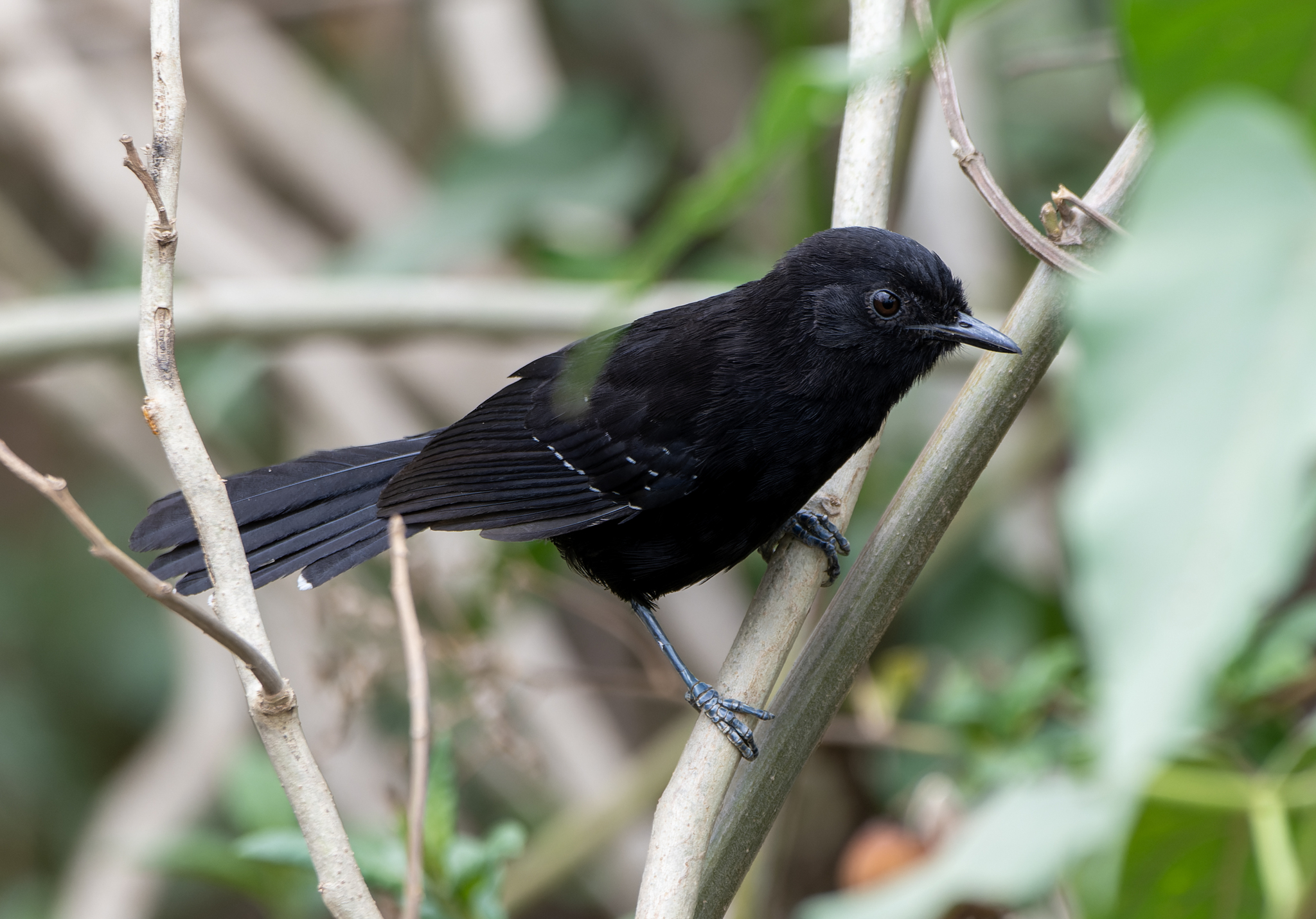 Mato Grosso Antbird (Cercomacra melanaria), photo 3