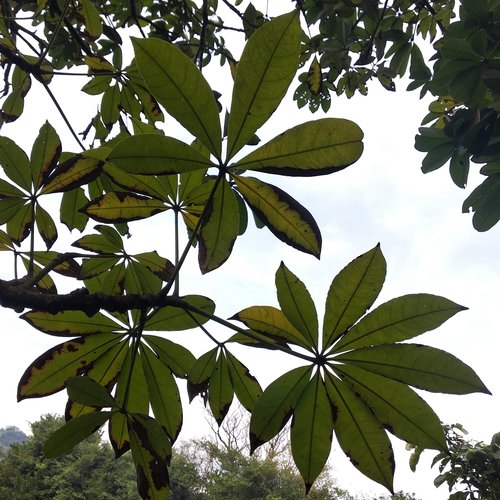 provision tree