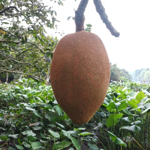 provision tree