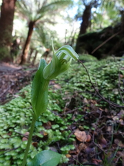 Pterostylis scabrida