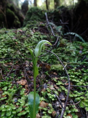 Pterostylis scabrida