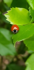 Cycloneda sanguinea