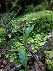 Pterostylis scabrida