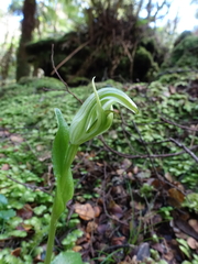 Pterostylis scabrida