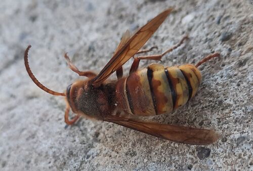 European Hornet