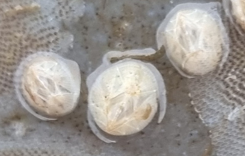 Bay Barnacle