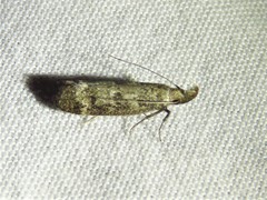 Dichomeris inversella