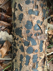 Biscogniauxia nummularia