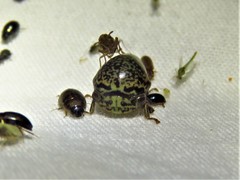 Stictopelta marmorata