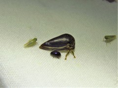 Stictopelta marmorata