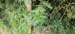 Holocalyx balansae