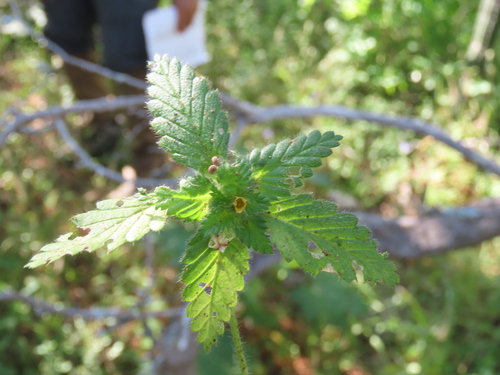 Yellow alder (Turnera pumilea)