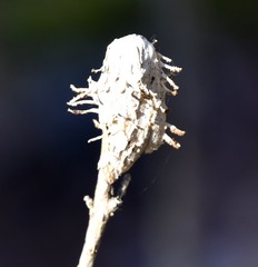 Akanthomyces aculeatus