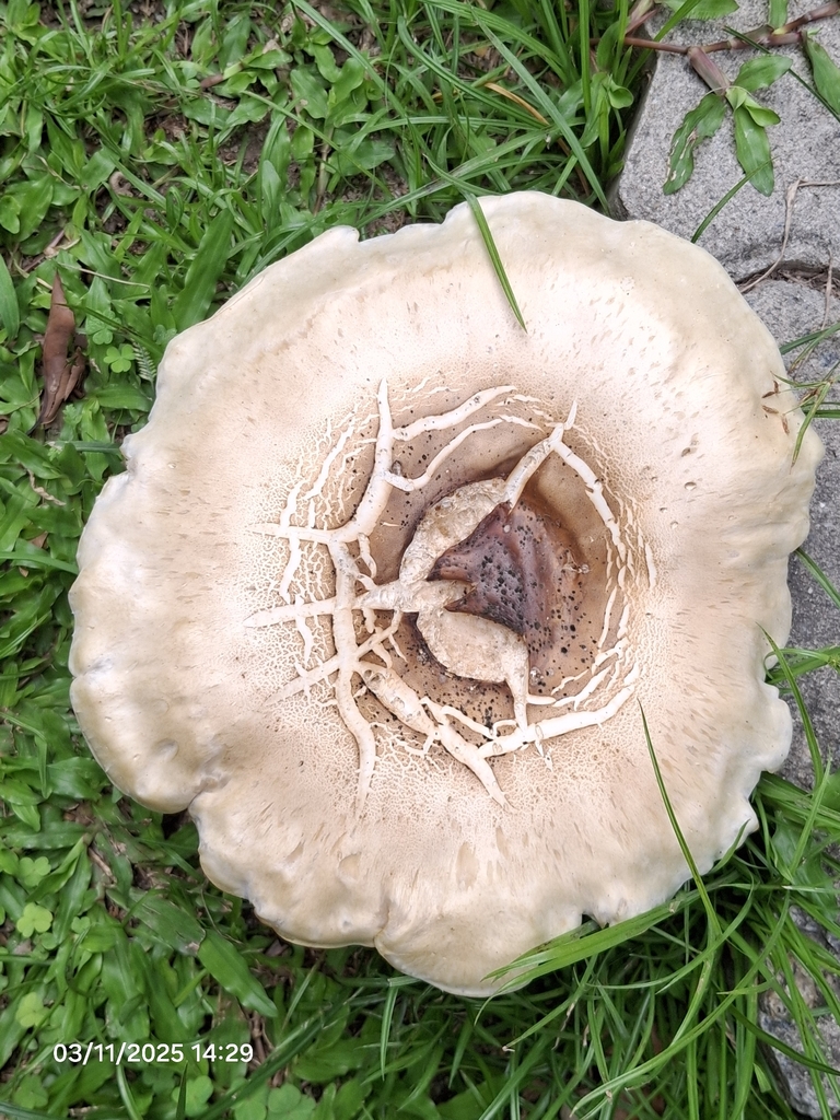 Macrocybe titans · November 2025 · photo: © giovanna_roque (iNaturalist, cc-by-nc)
