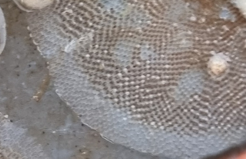 Einhornia crustulenta