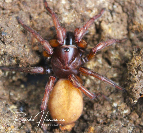 Acanthogonatus subcalpeianus