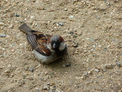 Passer domesticus