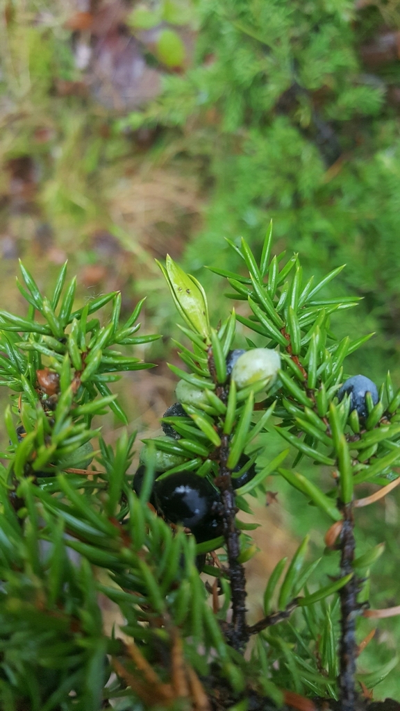 Oligotrophus juniperinus