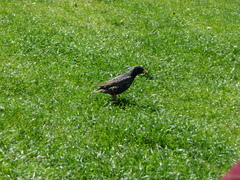 Sturnus vulgaris