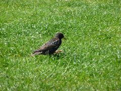 Sturnus vulgaris
