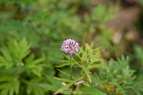 Dipsacus japonicus