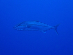 Greater Amberjack
