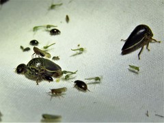 Stictopelta marmorata