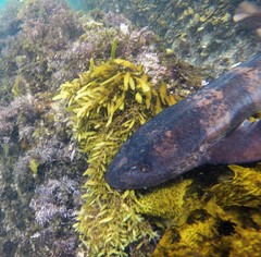 Brachaelurus waddi
