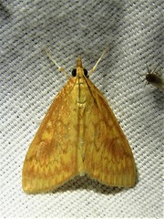 Ostrinia