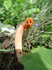 Lysurus periphragmoides