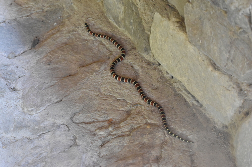 Mertens' Coralsnake