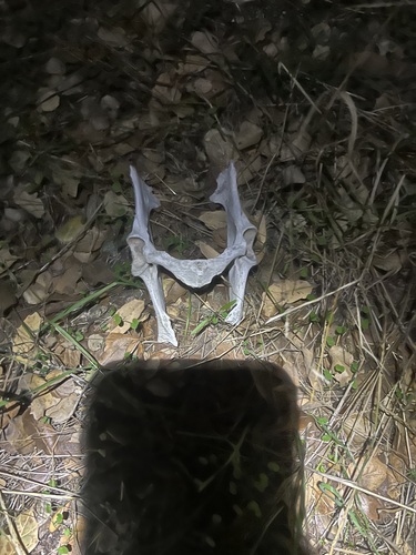 iNaturalist observation photo of Mule Deer