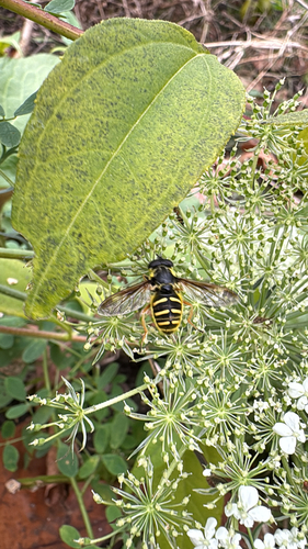 Unknown species found near Trimtown Rd, North Scituate, RI, US