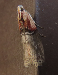 Sciota basilaris