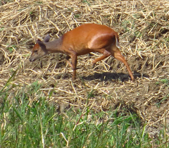 Cephalophorus natalensis