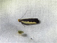 Dichomeris serrativittella