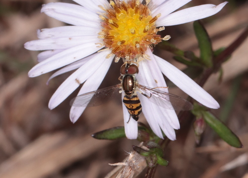 Unknown species found near Restricted Access: Camp Edwards, Sandwich, MA, USA