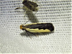 Dichomeris serrativittella