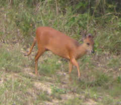 Cephalophorus natalensis