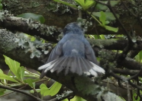 iNaturalist image