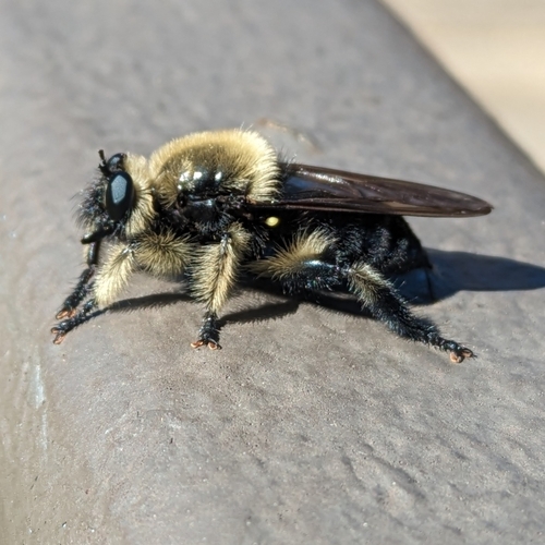 Unknown species found near Oktibbeha County, US-MS, US
