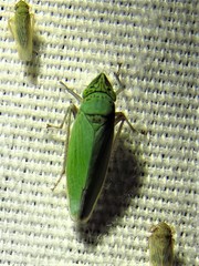 Draeculacephala inscripta