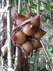 Astrocaryum mexicanum